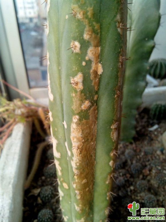 砍头，坐等爆侧芽