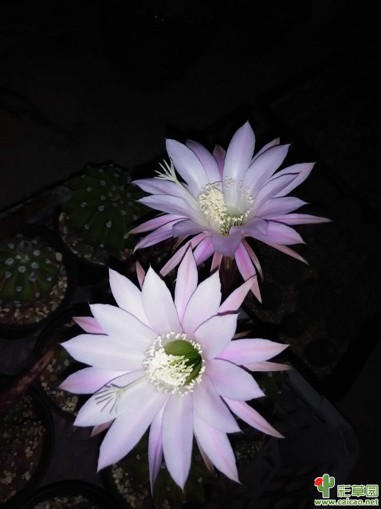 短毛丸的花也不错滴