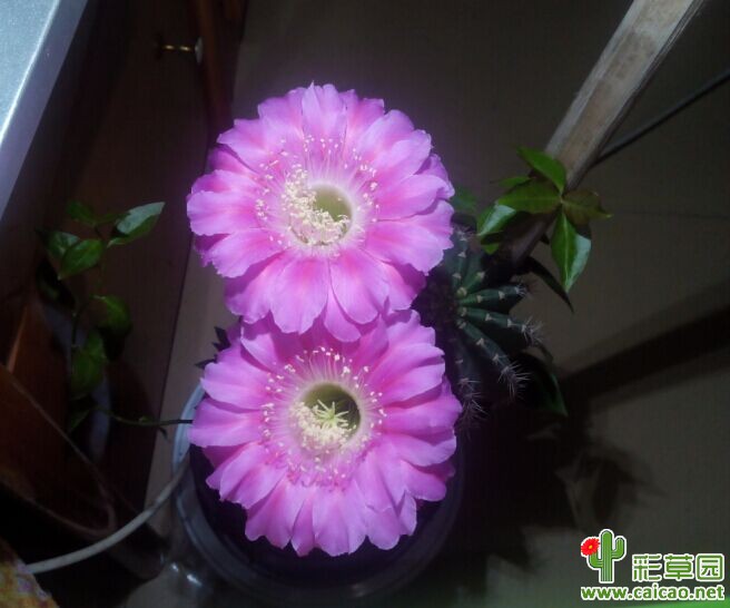 小席一枚开花了~~~~~