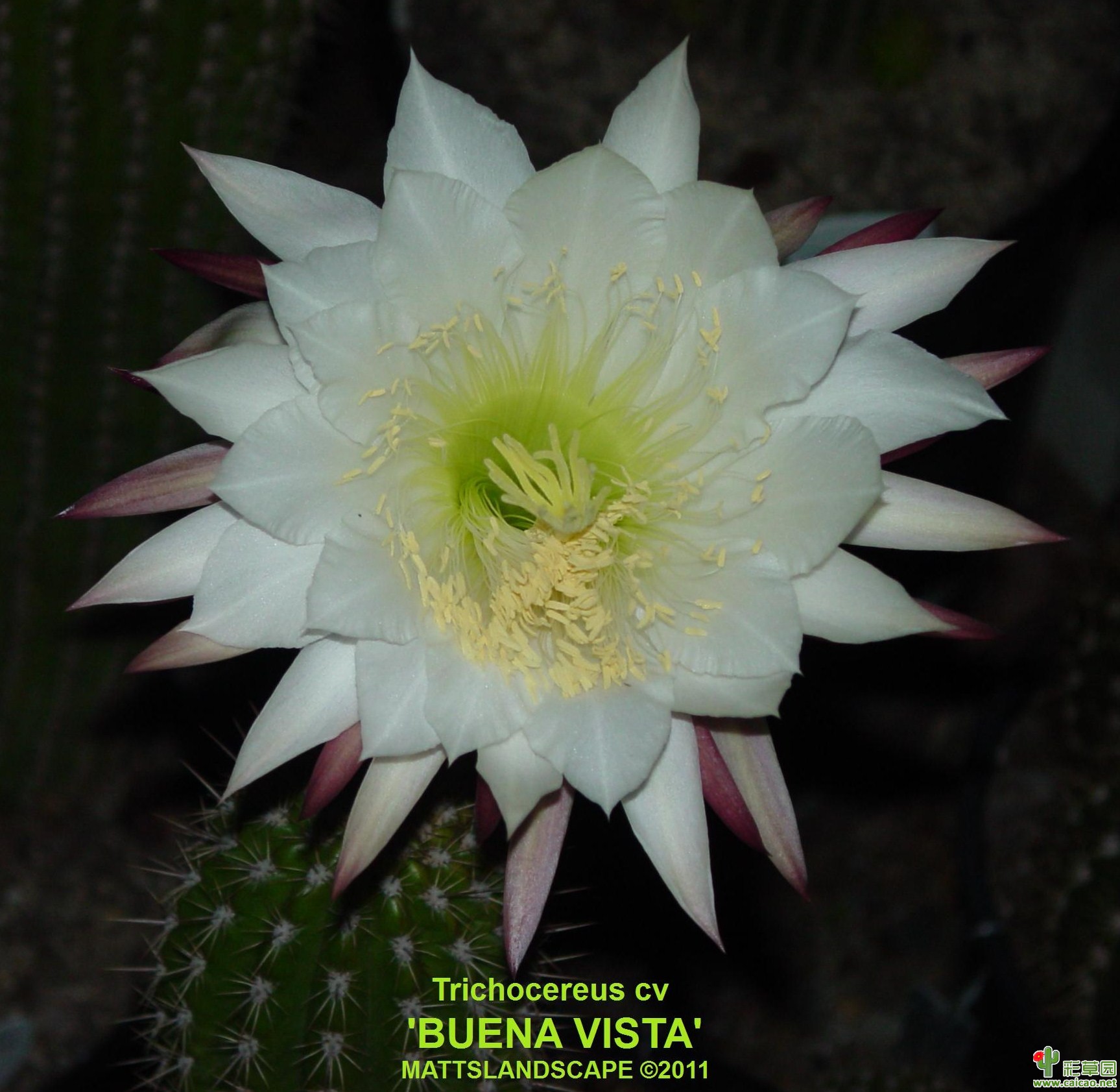 布埃纳维斯塔白色(buena vista weiss)