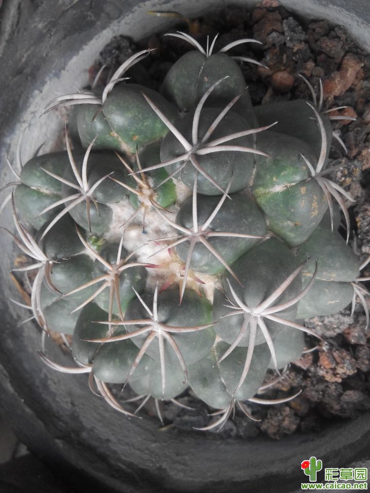 雨后的球球们5693