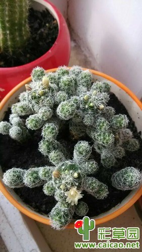 银手指8076