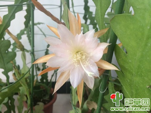 令箭冬开品种献花11741