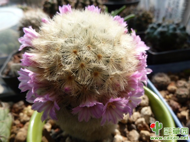 花环