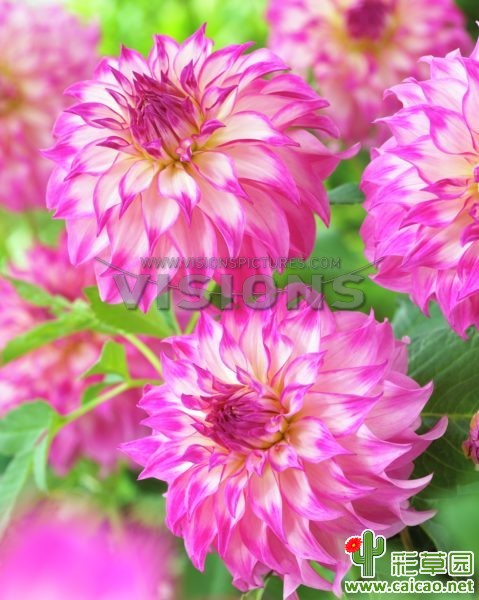 科罗拉多经典（Dahlia Colorado Classic）