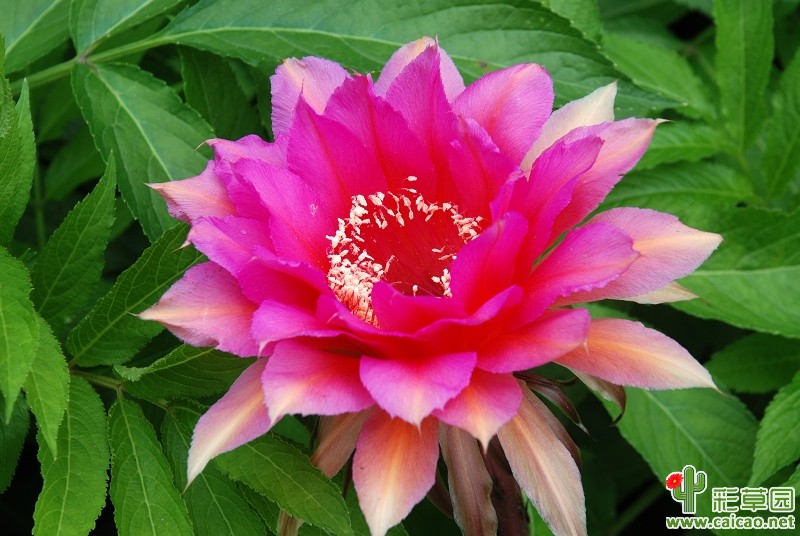 彩草 Echinopsis 开花