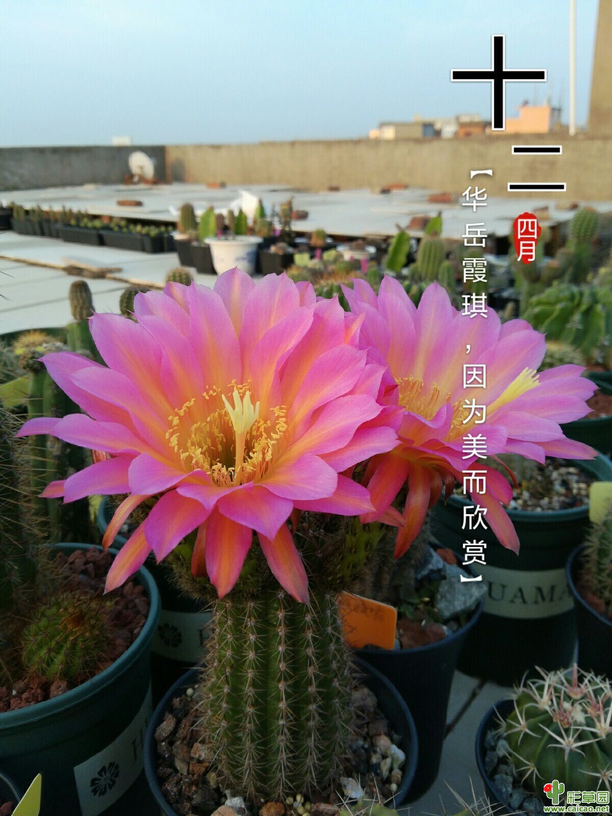 毛花柱太阳新娘13166