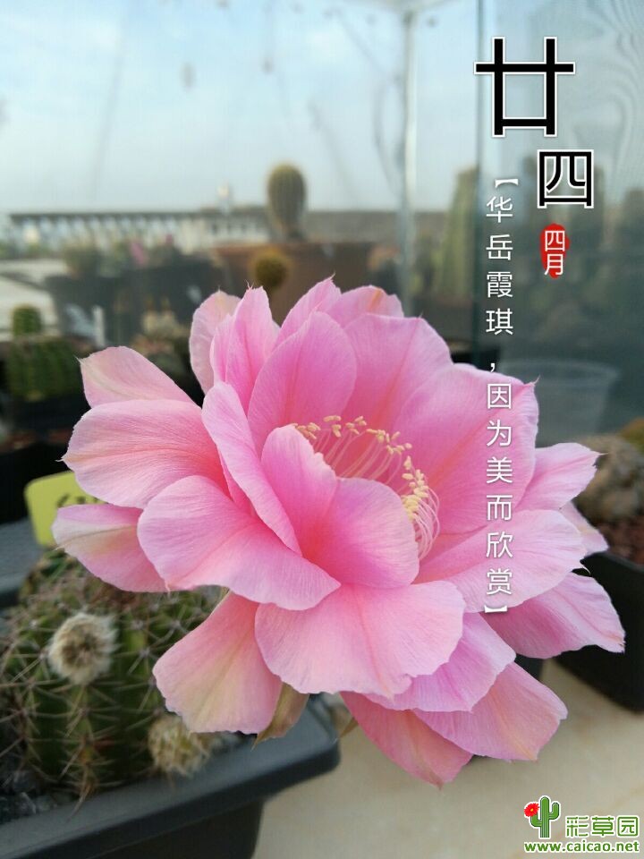 彩草丽花13614