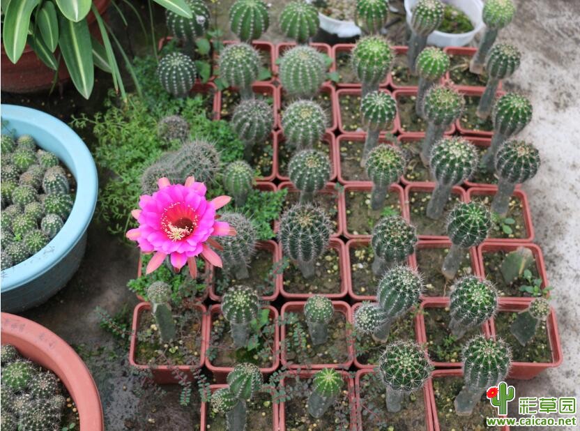 又开了一款席杂，花色比较满意