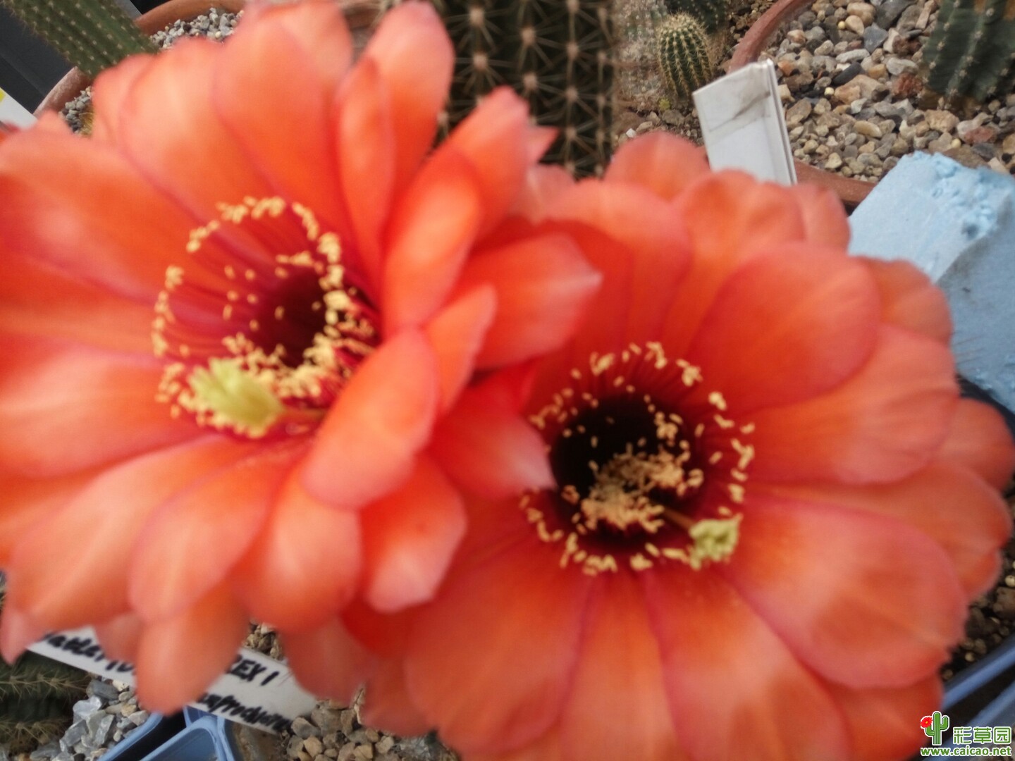 漂亮的ZSV 03-462 REX 1