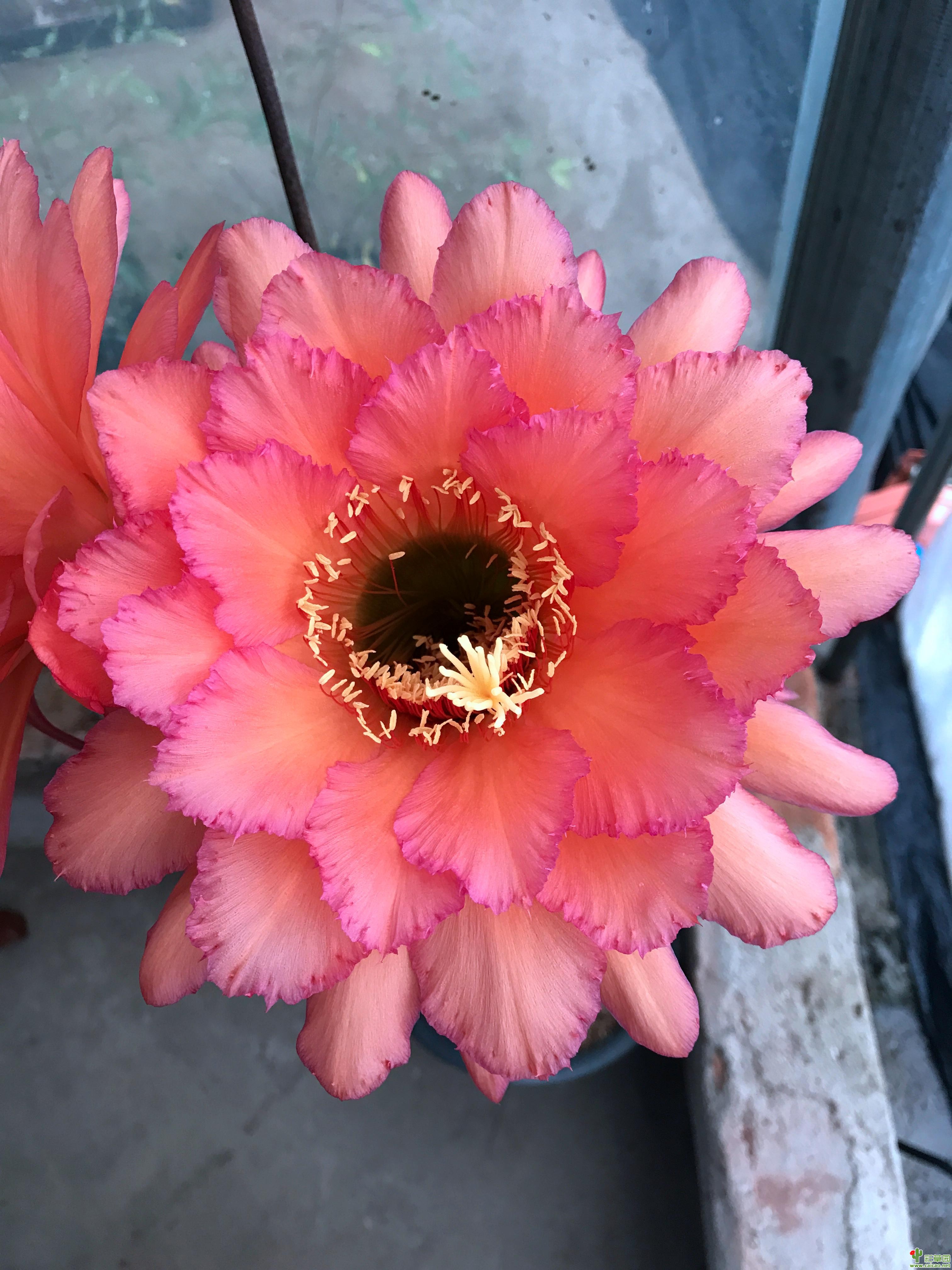 葛莱瑟的杰作开花