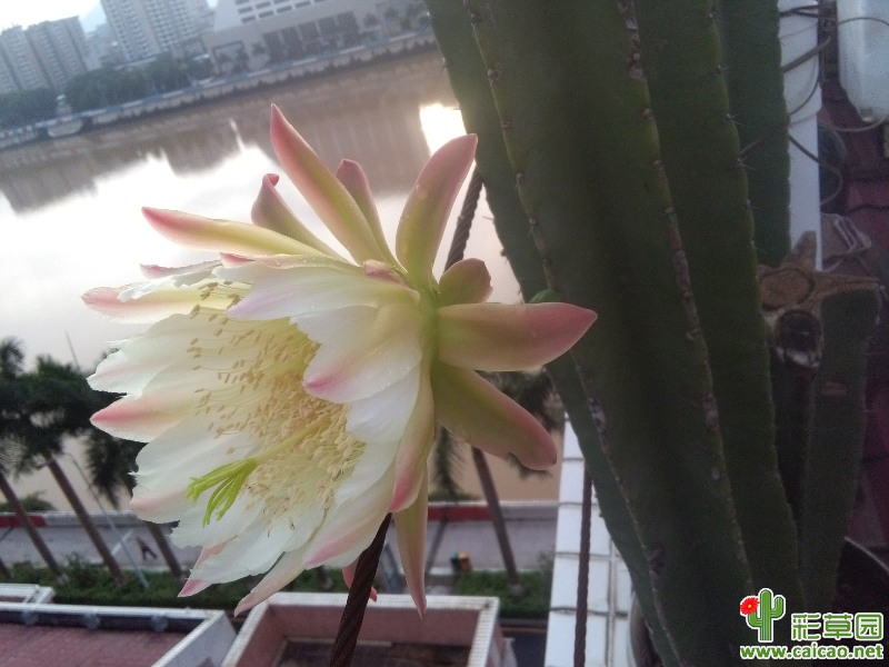 天轮柱花开花谢14773