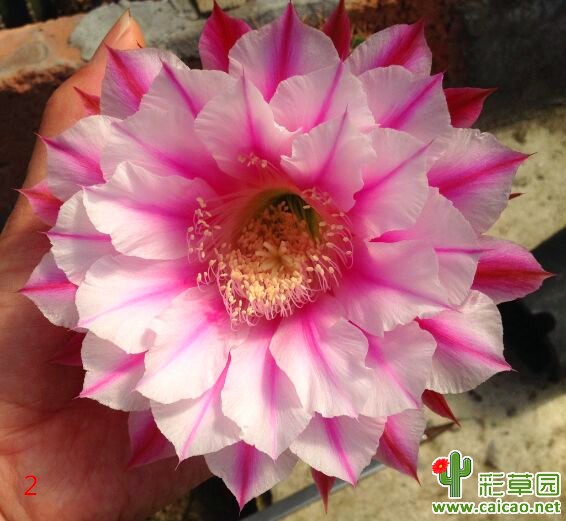 我来发张银河系