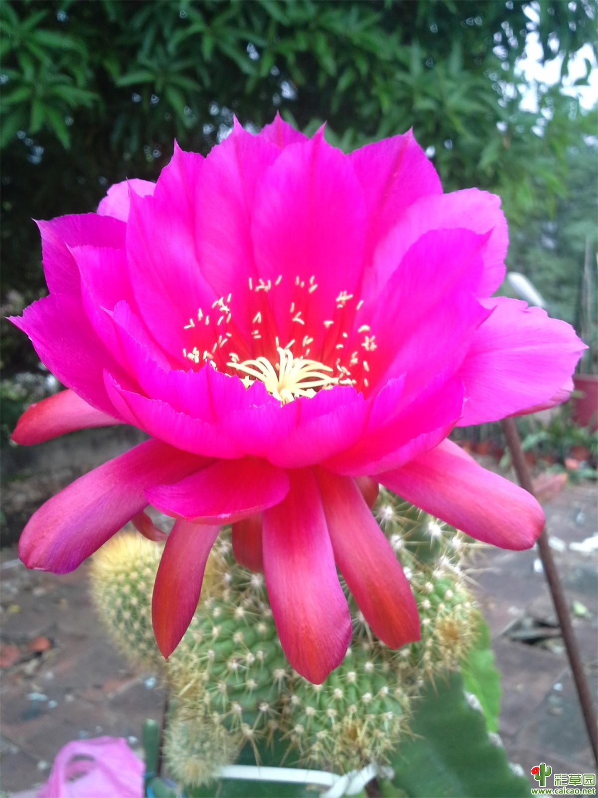 毛杂丽