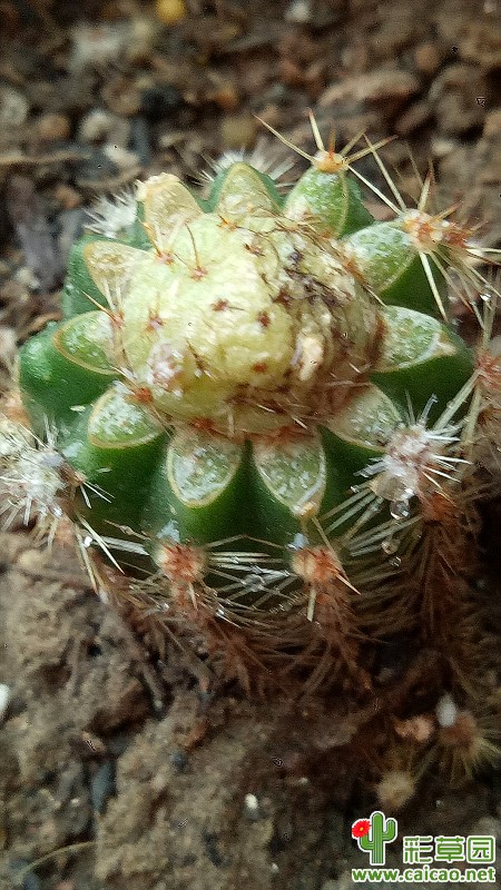 长了个小侧芽15131