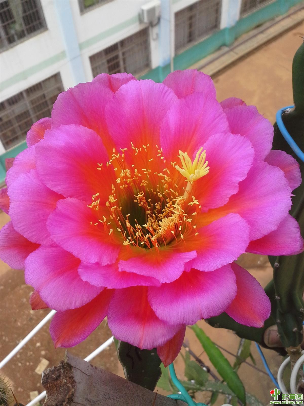 今天开的两个毛花
