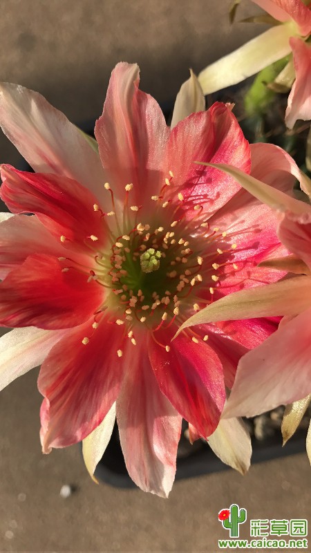 杂交丽花首花，好美15220