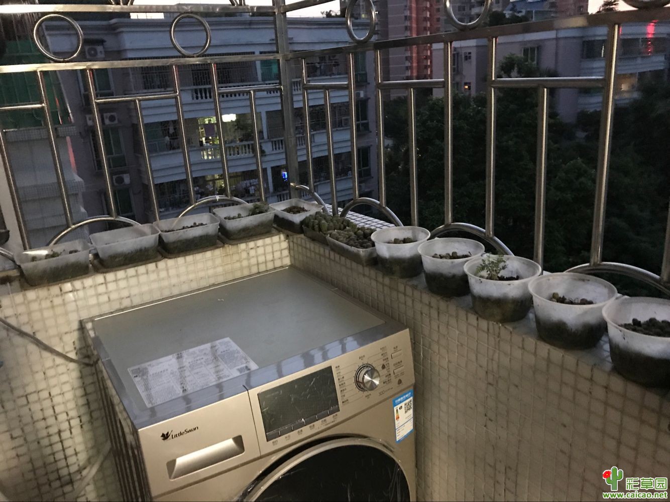 最近没花开，就发一下自己的家底啦