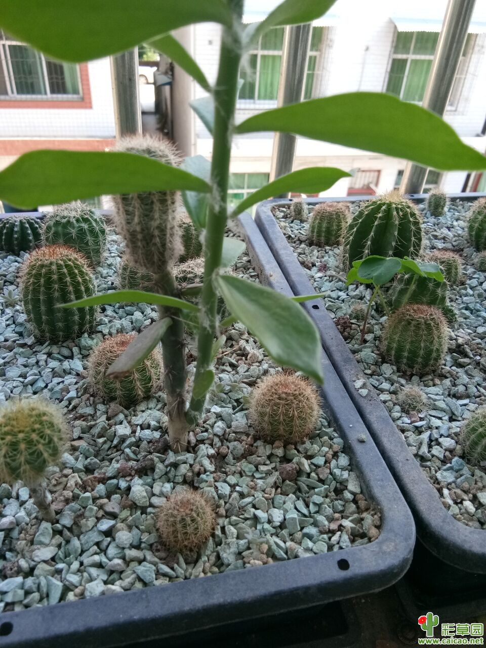 朋友们 给点意见15295