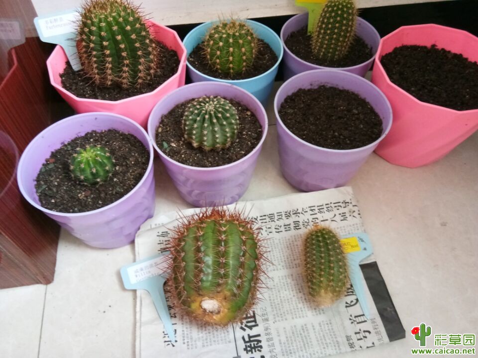 之前买的球上盆了.腿都蹲麻了15343