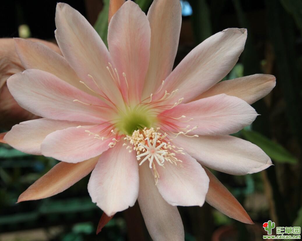 花径最大的毛花柱品种是？15456