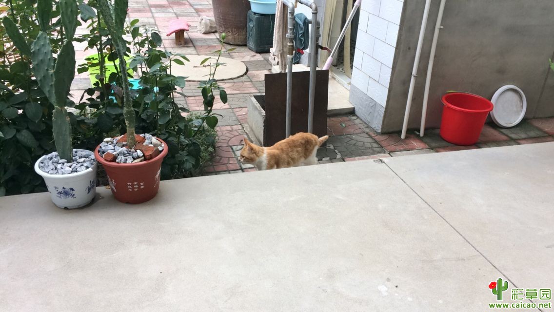 猫咪也爱花15472