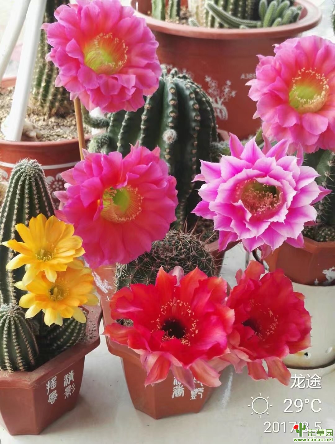 2017季夏：烟花、双人、浓桃筋、橙花黑金刚
