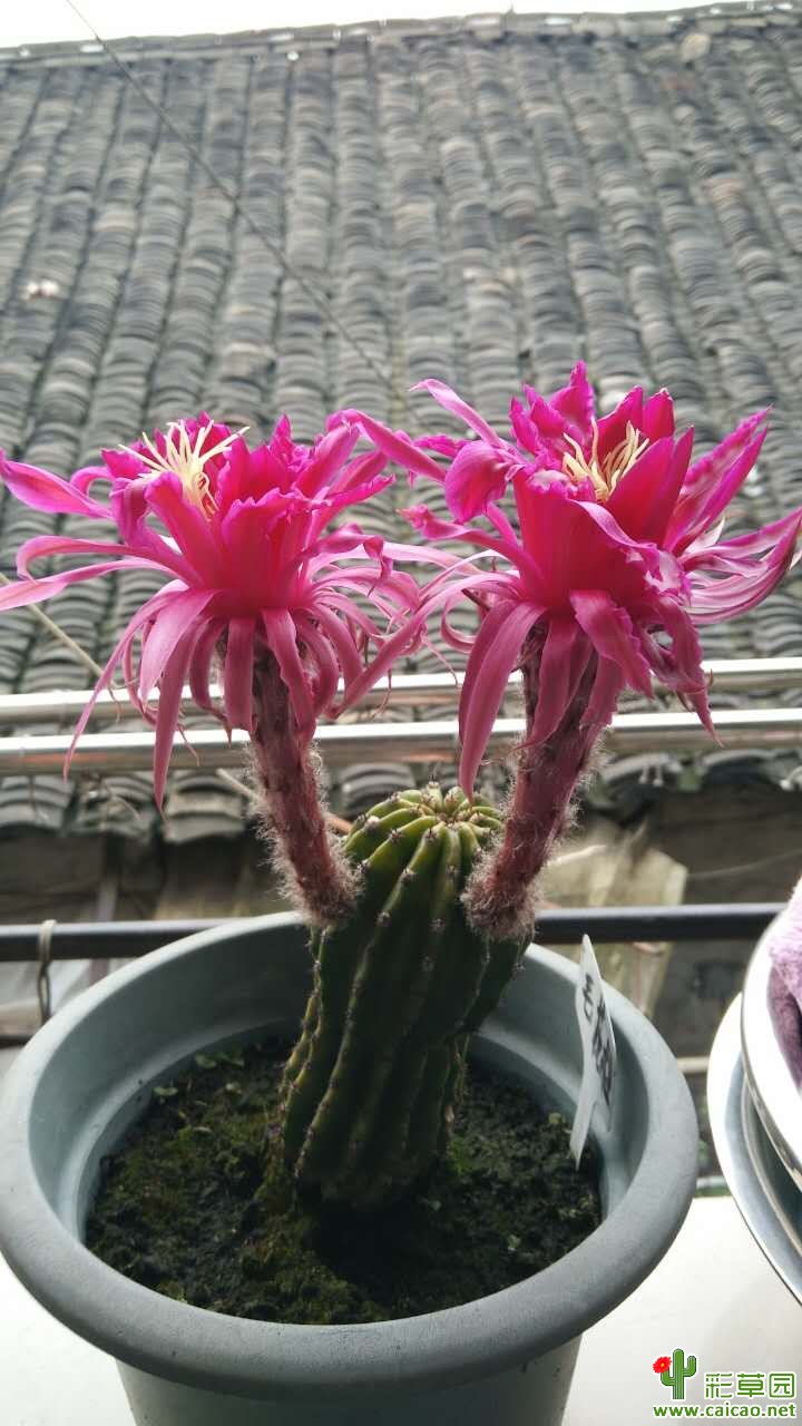今年帕帕第一次开