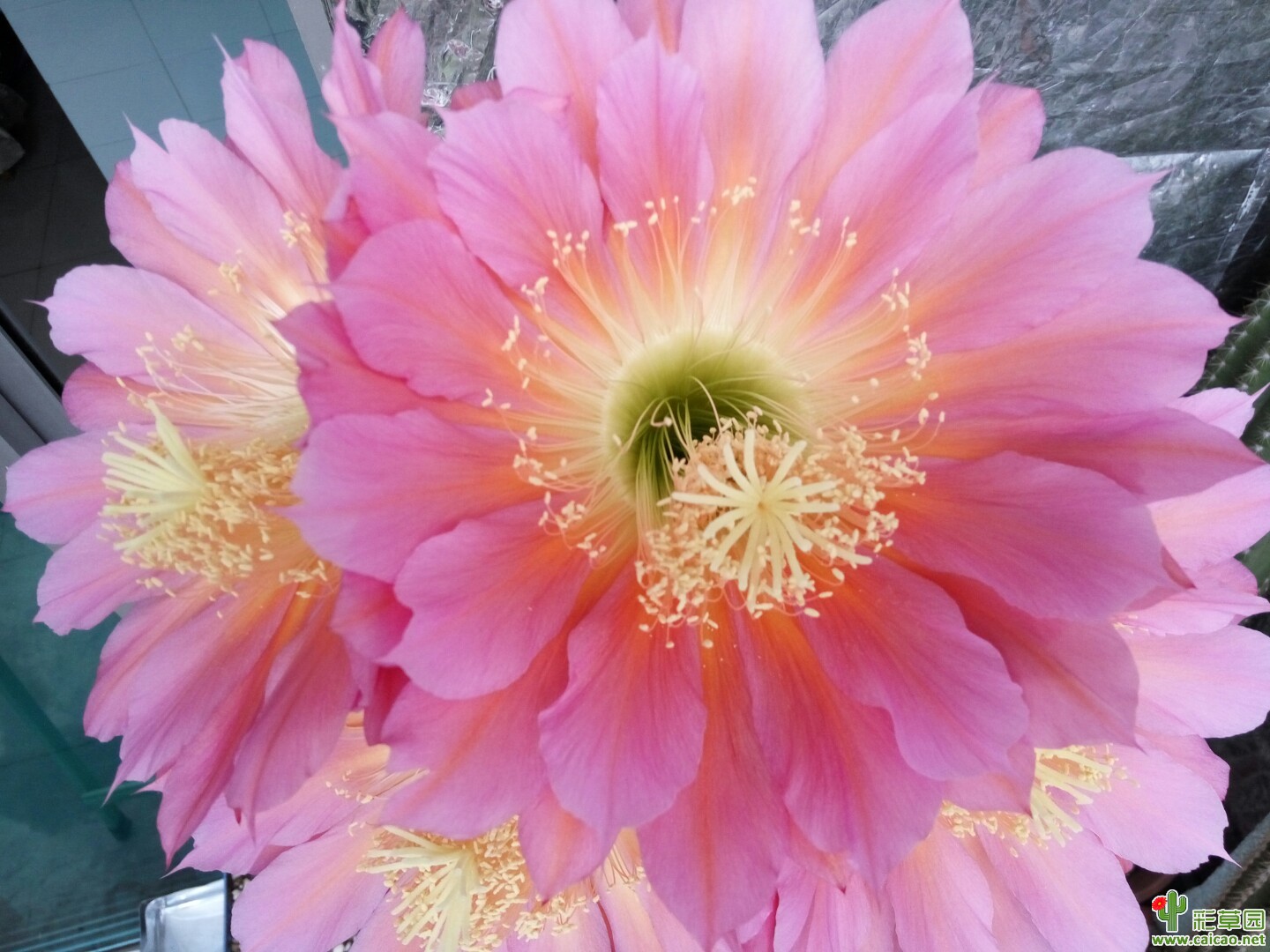 2017开花的毛花柱