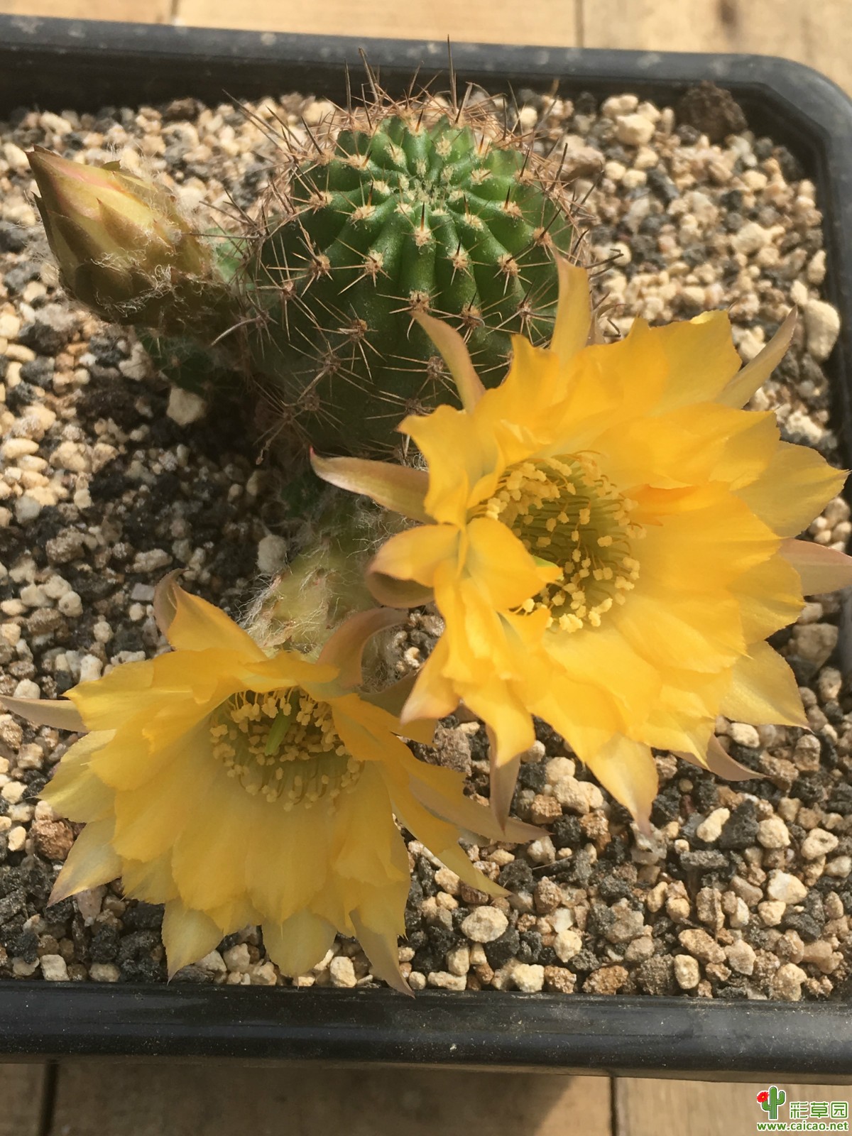 Bronzo 开花了