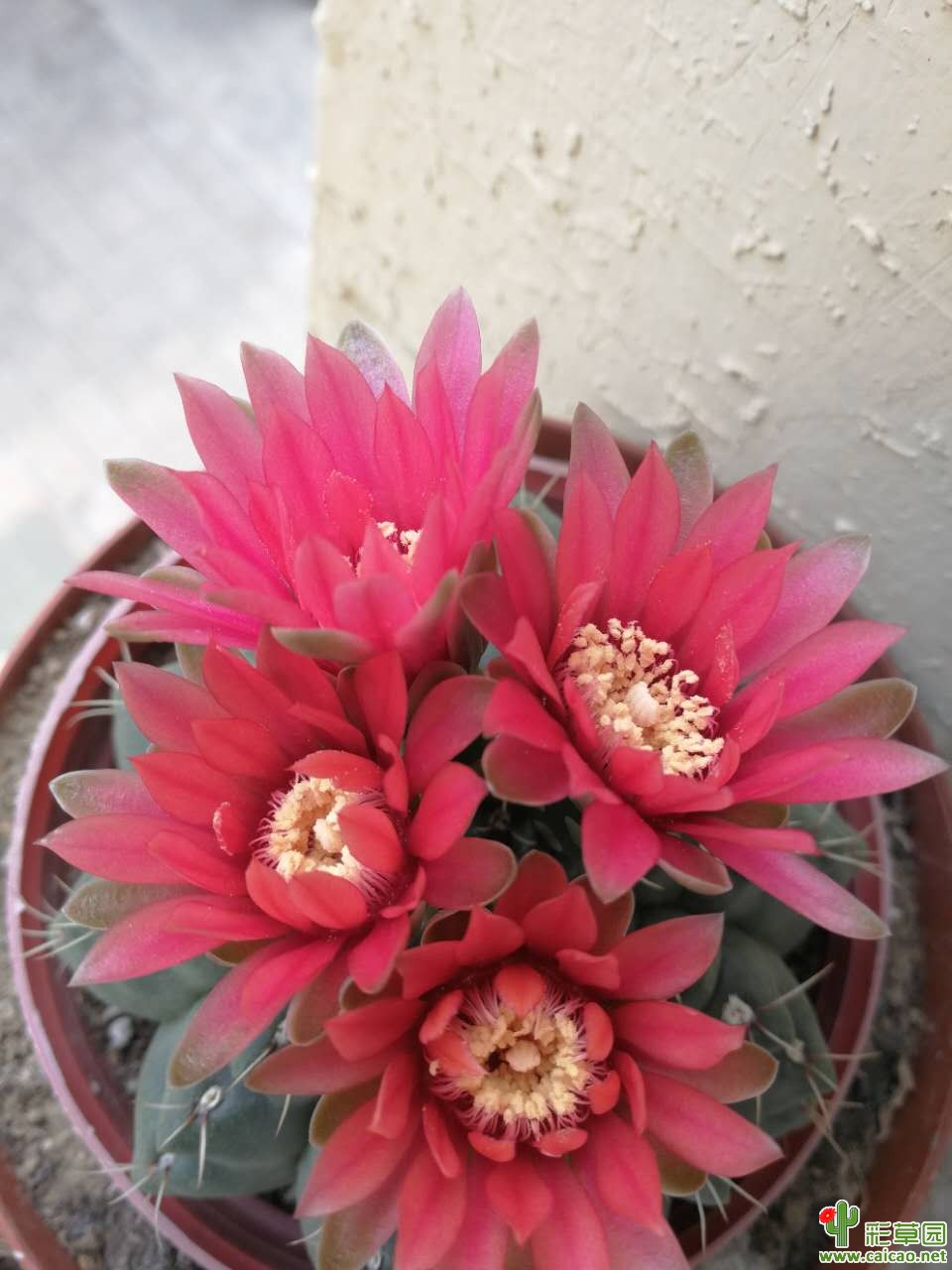 美了一夏天，晒死在秋天16989