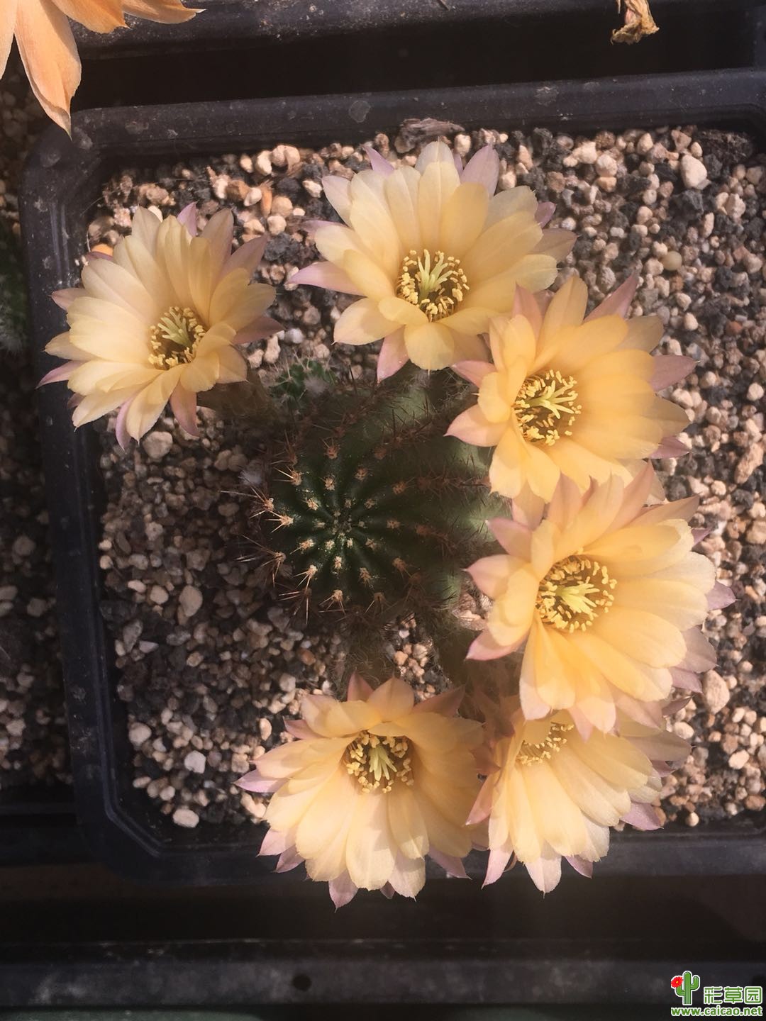国庆佳节， oro开花