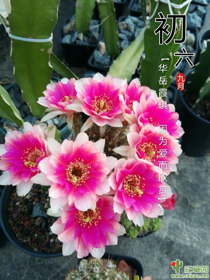 56c爆发吧17535