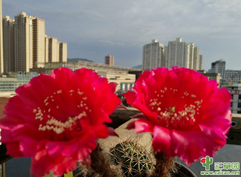 今年开花差不多结束了，回顾一下过去开的17868