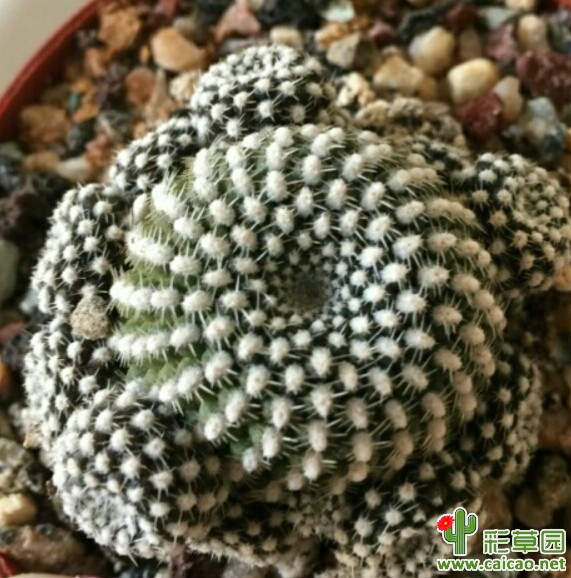 绯花，黄环，求名～多谢各路大仙