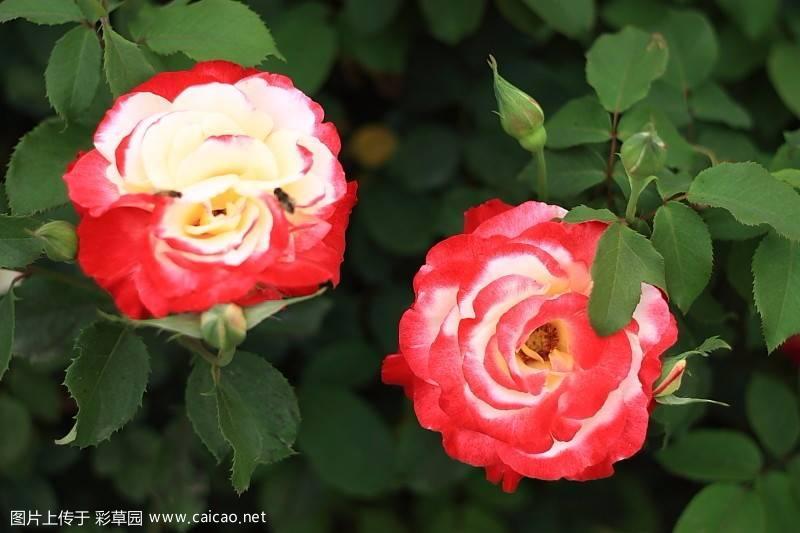 红双喜(Double Delight Rose)