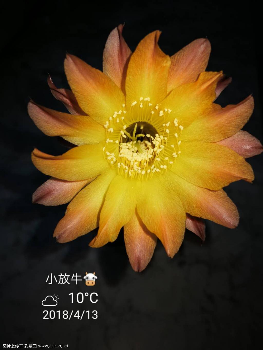 那款“著名”的彩草“土黄”又开花了