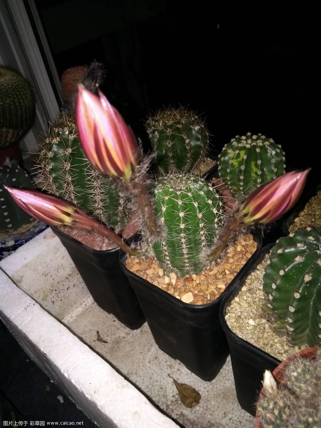 席杂首花