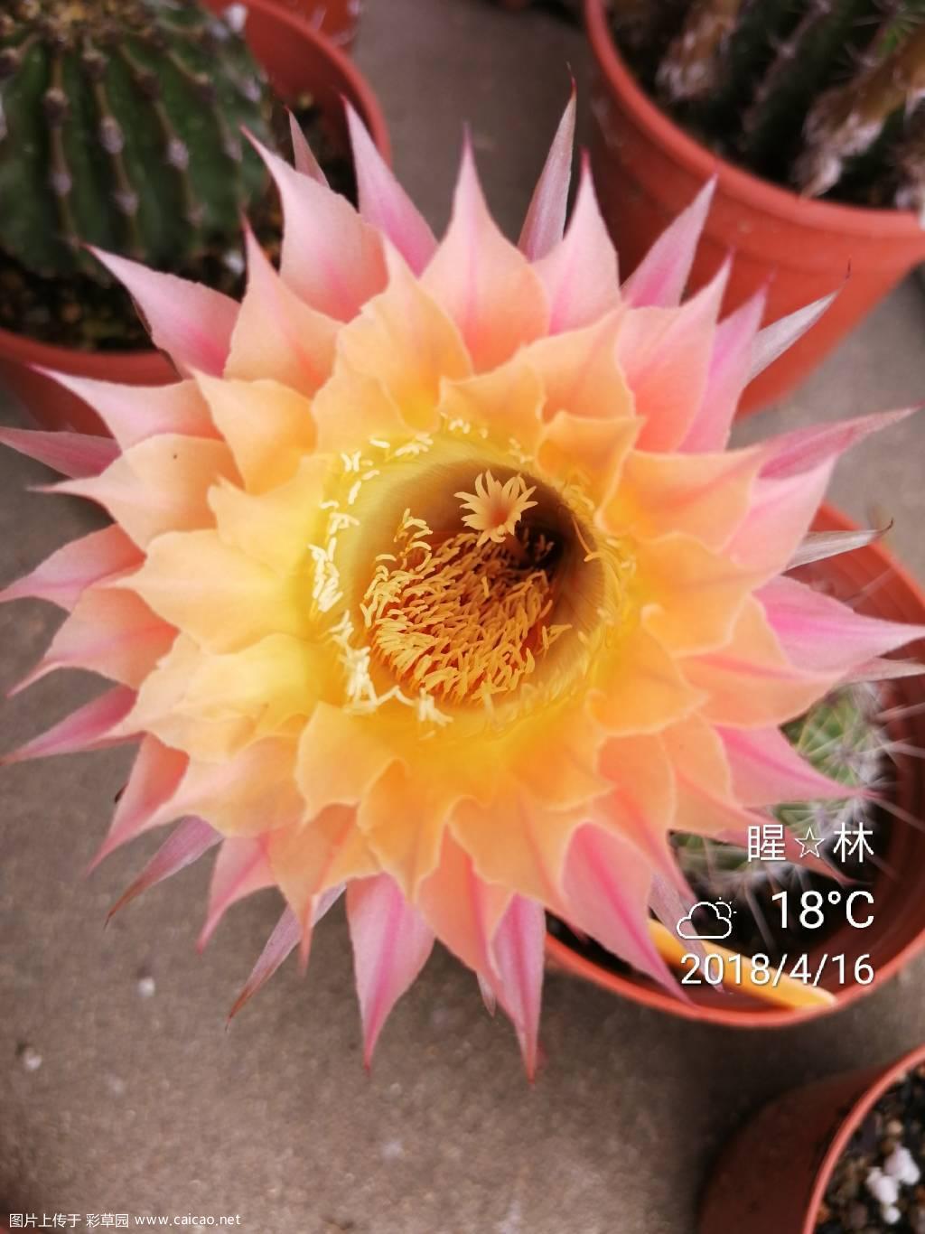 日食首花，欣赏