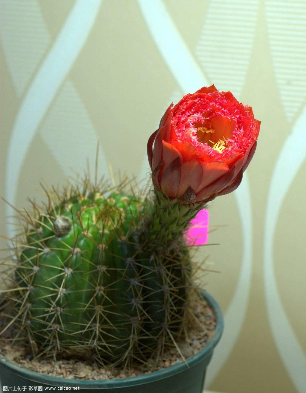 荣耀自花