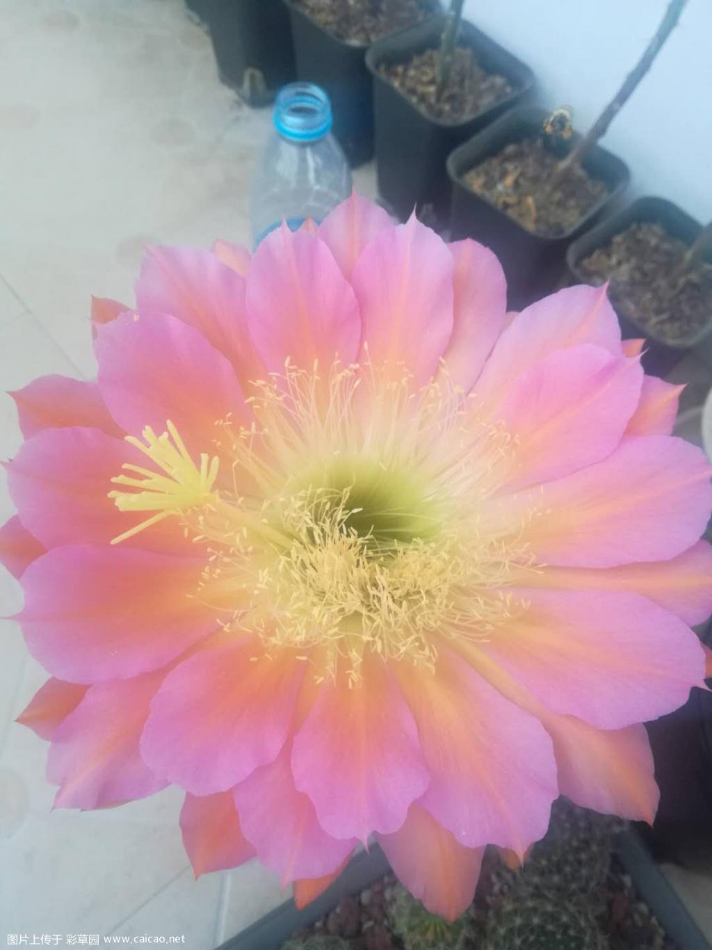 飞蝶开了