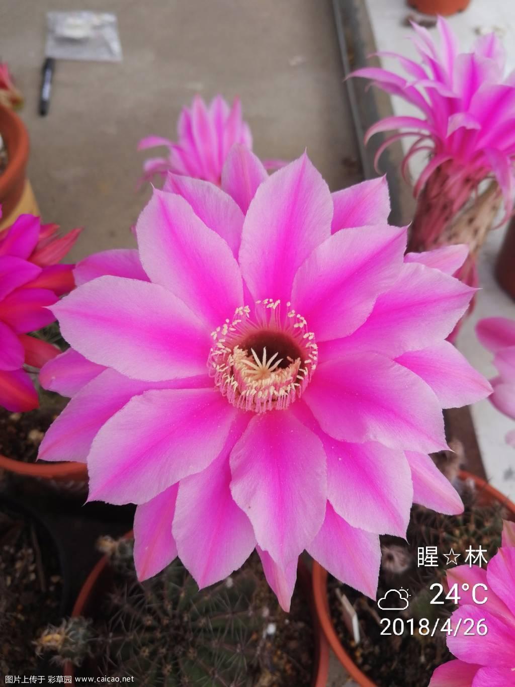 哈纳蕾，反物，伊卡洛斯