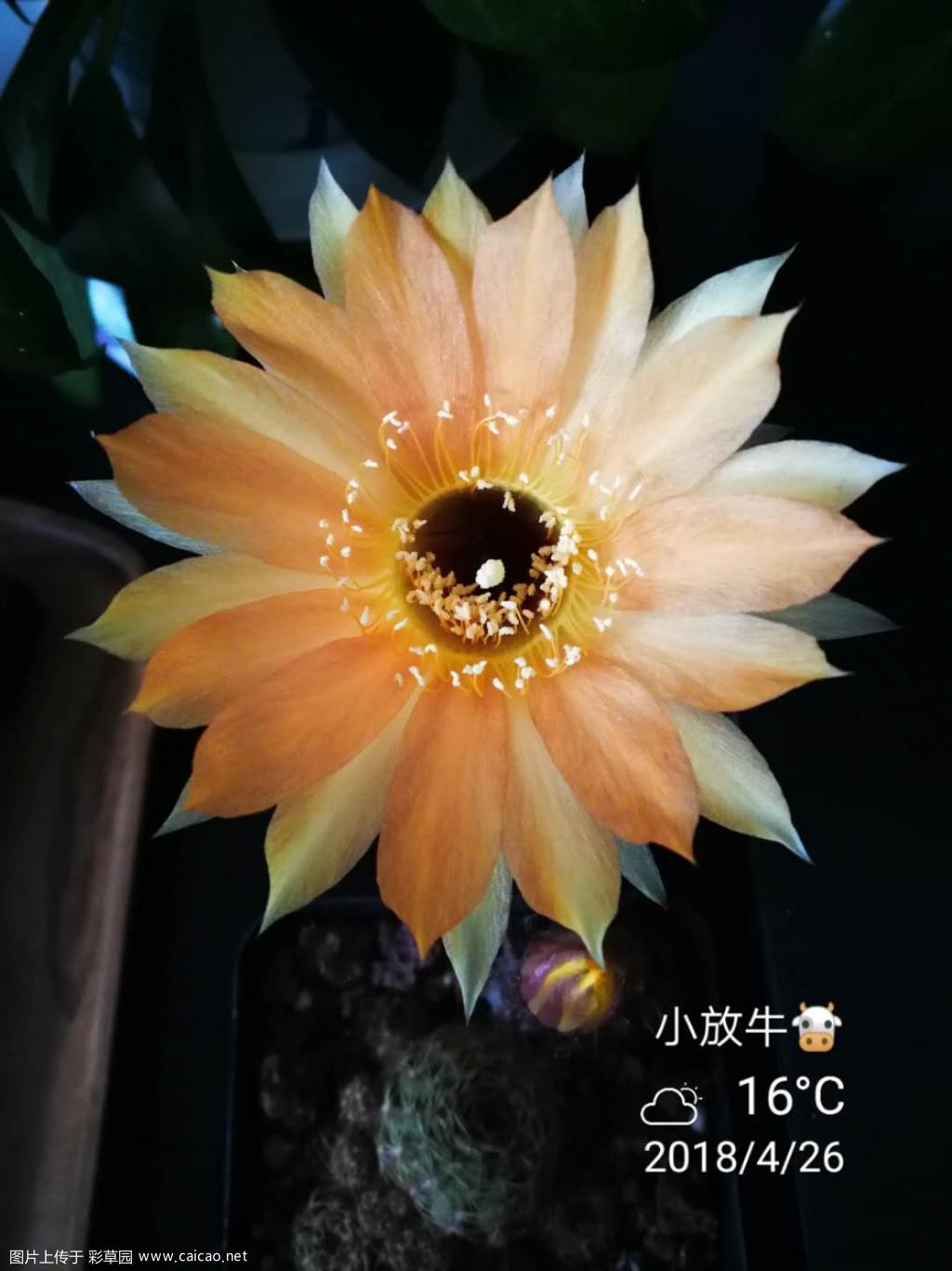 金刚开花