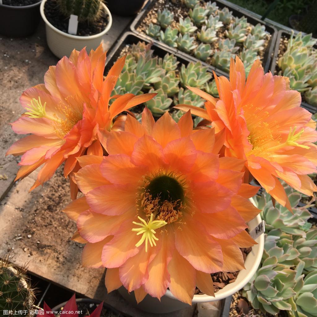 花开了