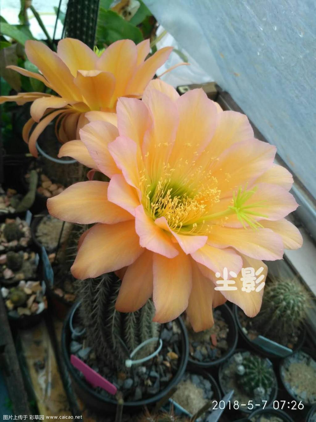 第一颗毛花开了