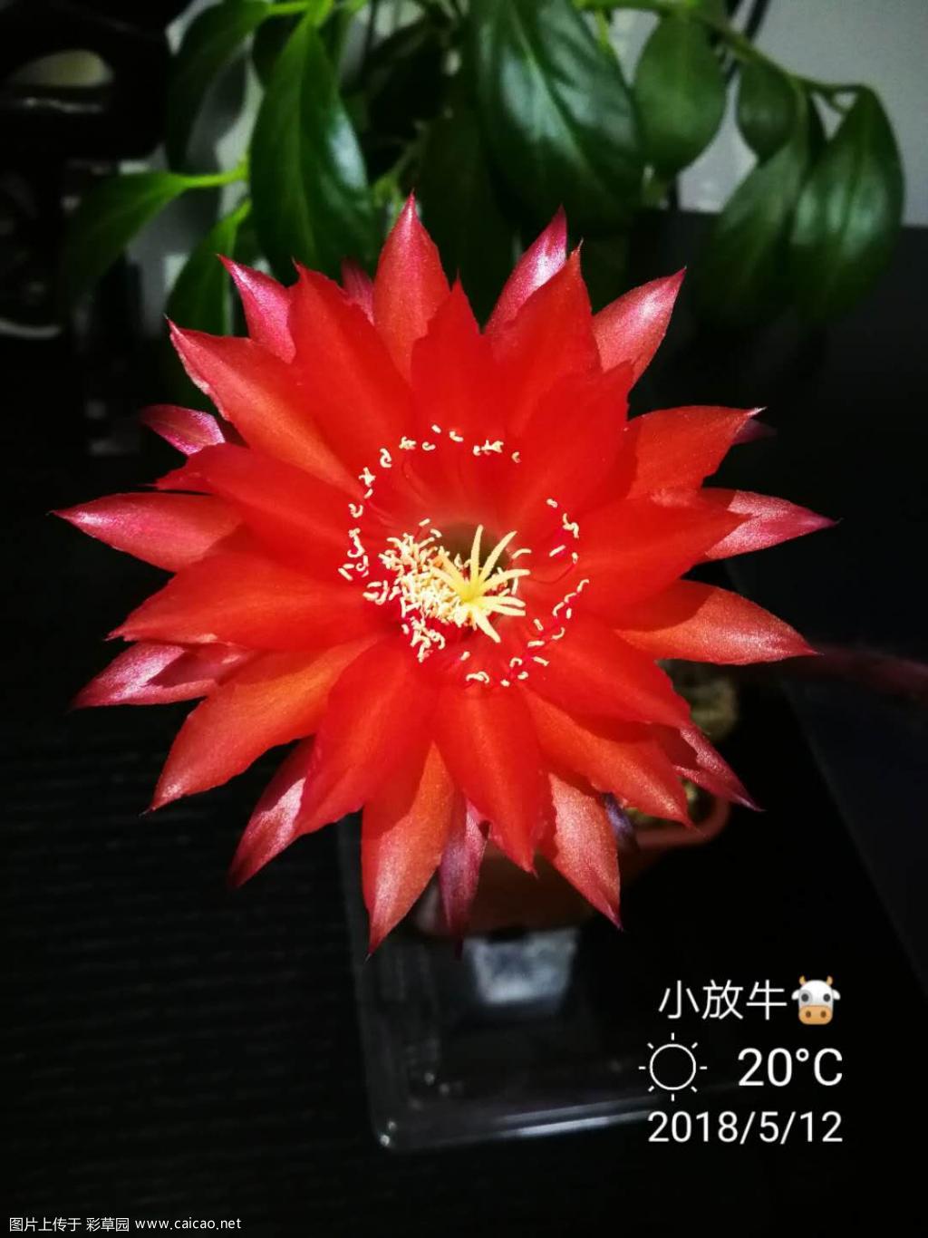 记录花开