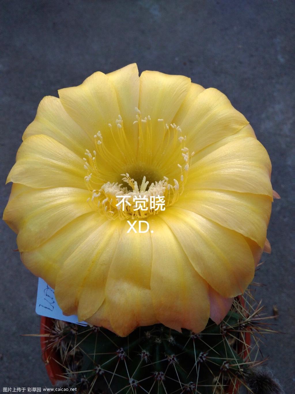 金太阳开成了圆盘，花真的很大