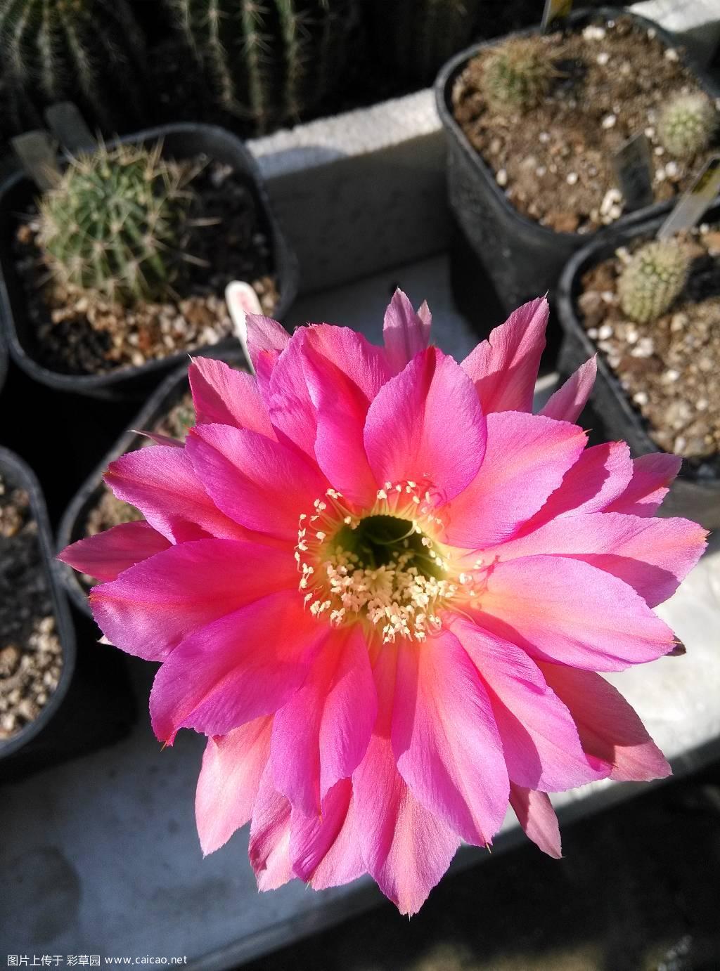 5月17号开的浓桃筋，花模样。