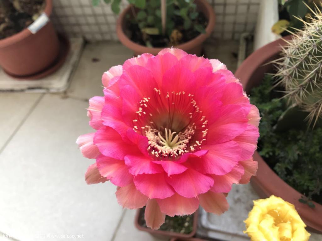 又来一波彩草毛花