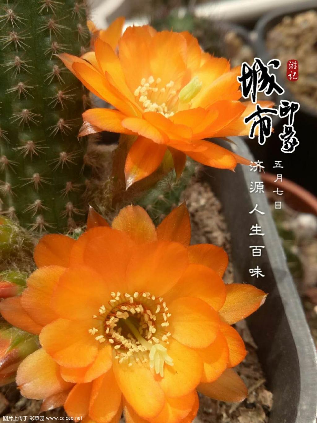 白檀